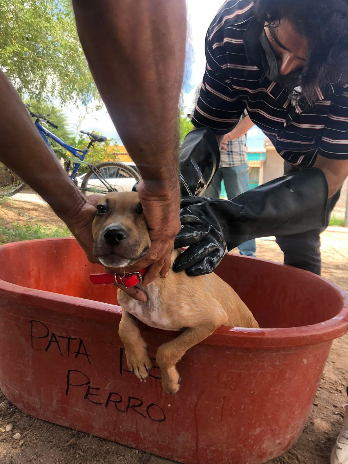 Imagen 4 de la galería de FUNDACIÓN PDP EDUCA ADOPTA ESTERILIZA, AC