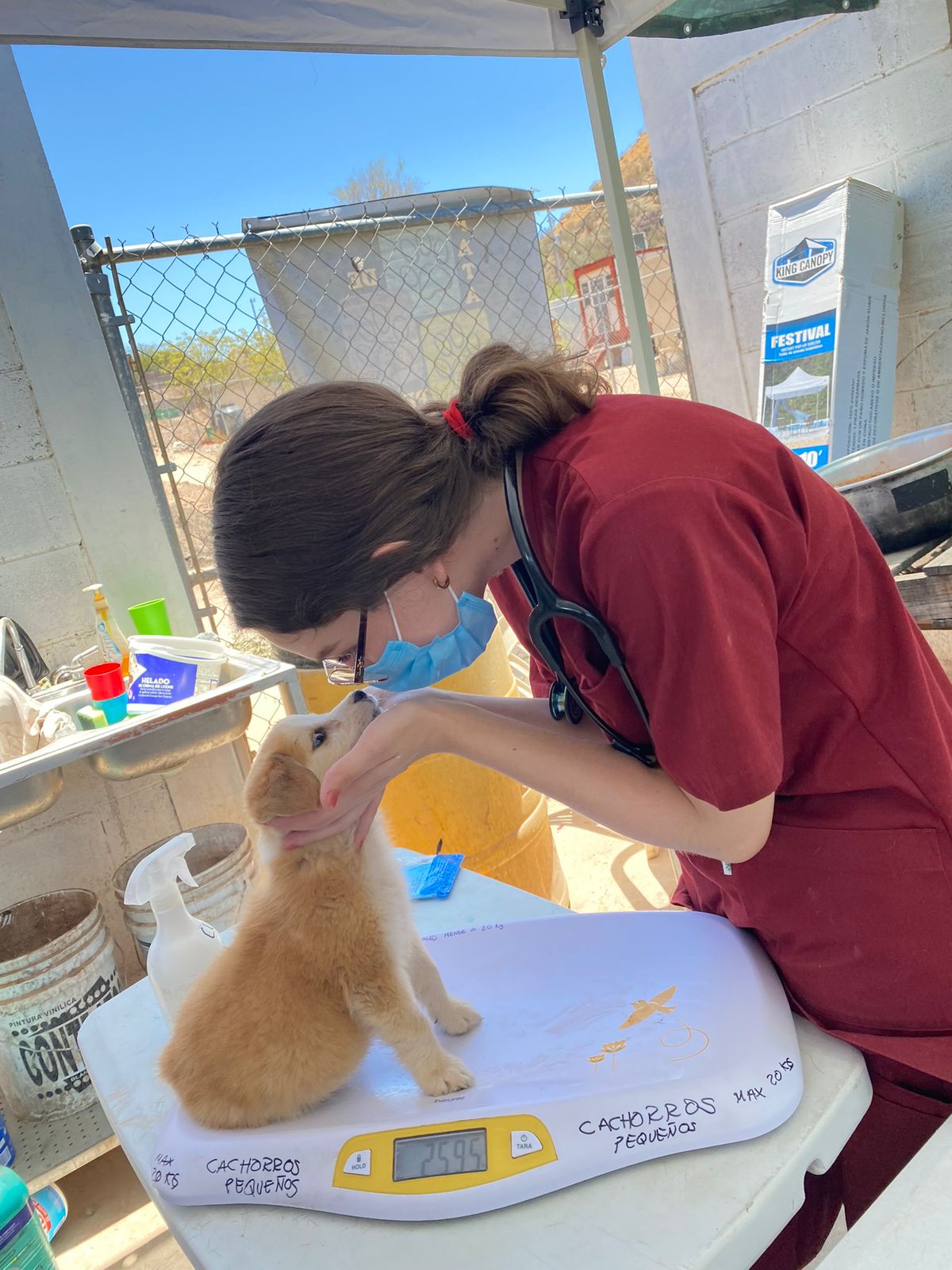 Imagen 3 de la galería de FUNDACIÓN PDP EDUCA ADOPTA ESTERILIZA, AC
